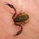 Illustration for article titled These scorpions are probably hiding in your bookcase